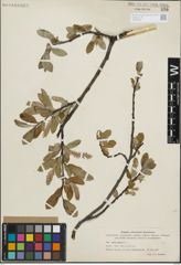 Foto von Salix glauca L.